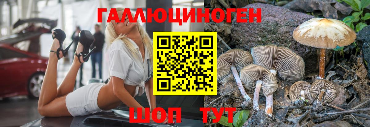 Галлюциногенные грибы Psilocybe Сердобск